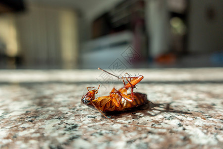 地板上的死蟑螂虫害控制概念图片