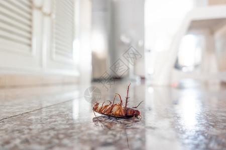 地板上的死蟑螂虫害控制概念高清图片