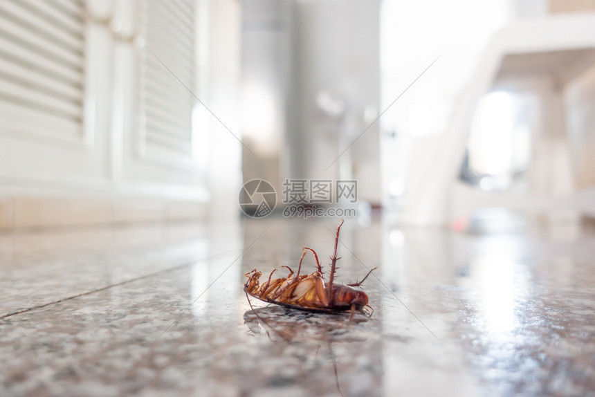 地板上的死蟑螂虫害控制概念图片
