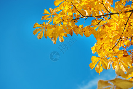 秋天公园的黄红栗叶与阳光明媚的蓝天对立图片