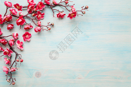 涂漆蓝板的春季背景花樱枝的分支以粉红花为边框图片