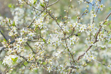 白蝴蝶坐在开花的枝子上长着未开垦的黑角树枝在春花园里满有白图片