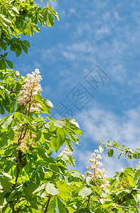 绿叶和白花栗子与蓝天对着春公园有光云图片