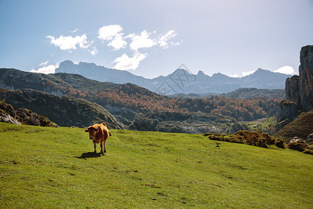在阳光明媚的日子里山上草地的牛图片