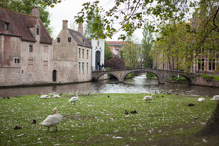 美丽的中世纪地标和白天鹅在池塘野兽白天鹅上在池塘的白天鹅上图片