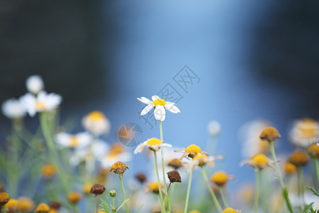 小白花红色小雏菊高清图片