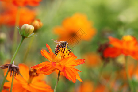 蜜蜂和鲜花图片
