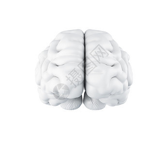 人类大脑科学解剖概念孤立的白色背景3d插图图片