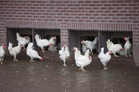 自由游荡的白鸡在荷兰河边的Uutrech附近的有机农场上图片