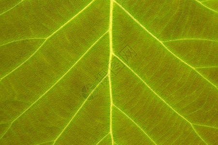 绿色叶纹理有可见的静脉紧贴图片