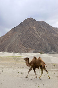 骆驼和北极是中部的草原上土生长的大型偶触喉骆驼背上有两座即柏岗湖果木和卡什米尔语骆驼和喀什米尔语骆驼和喀什米尔语是北图片
