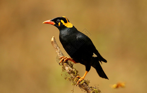 家八哥，Acridotheres tristis，鸟类、俯瞰、图片