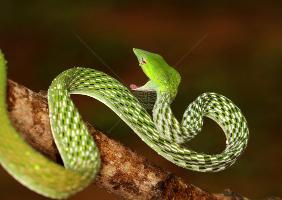 绿藤蛇卡纳塔图片