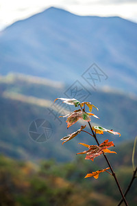 拜伯里蓝色山脊公园路的蓝色山丘风景背景