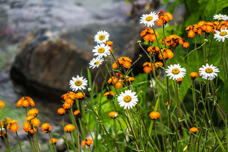 菊次郎的夏天沿冰川公园蒙塔纳河沿的野花菊背景