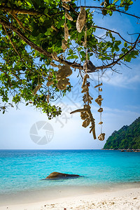 珊瑚挂在海龟保护区滩远冬群岛长马来西亚海龟滩特亨加努岛马来西亚图片