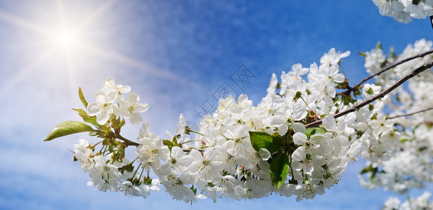 春春花美丽的树与桃花图片