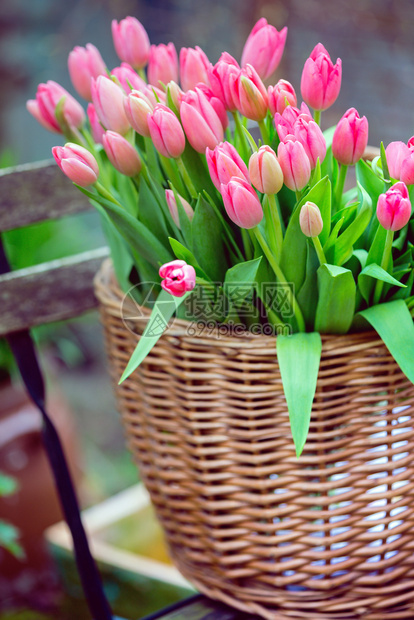 带一大束粉红色郁金香花的篮子在阿姆斯特丹春季前往内地图片