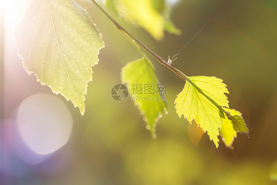 长芽树枝春图片