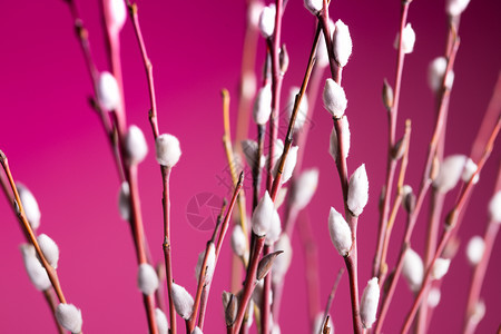 明亮而积极的春天树枝粉红色背景上有芽的树枝图片