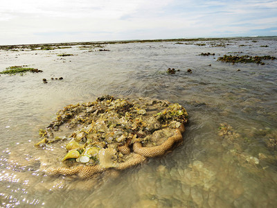 脑珊瑚和海景库鲁萨代岛曼纳尔生物圈保护区湾塔米尔纳杜岛因迪亚图片