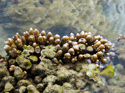 珊瑚口库鲁萨代岛曼纳尔生物圈保护区湾塔米尔纳杜岛因迪亚手指珊瑚口因迪亚岛图片