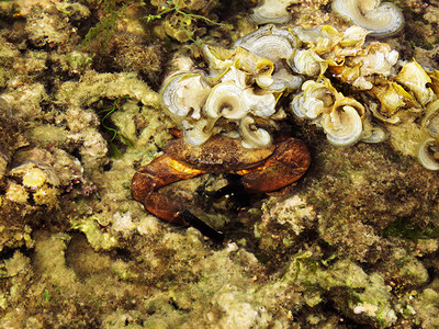 盐水蟹、库鲁萨代岛曼纳尔生物圈保护区湾、塔米尔纳杜岛印地亚。图片