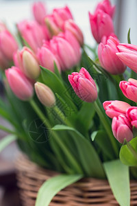 在阿姆斯特丹Amsterda的粉红色郁金香花束图片