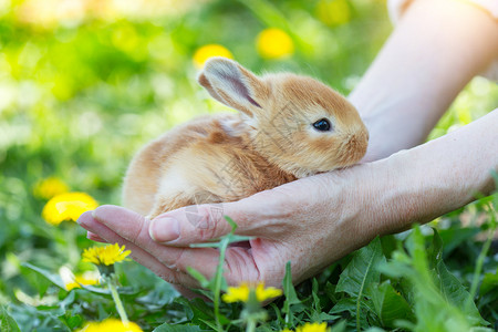 草坪上的女孩手掌上握着一只小兔子图片