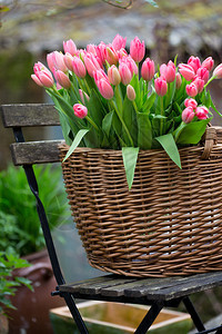 花园里有粉红色的郁金香篮子背景图片