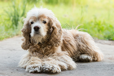 在花园里躺着的可卡犬图片