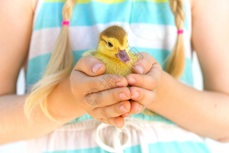 在孩子和r中的小鸭子手握着明亮的背景图片