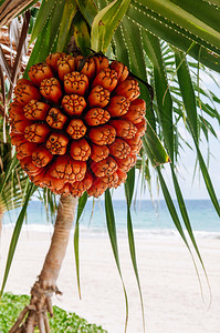 潘达纳斯特考地乌哈拉bacuvqois或海滨螺旋树的热带丰富多彩果实其背景为海滩观图片