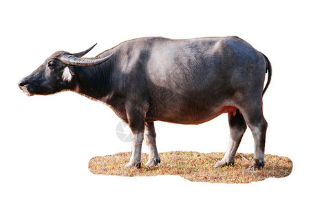 当地泰国水牛原为或白底孤立的bualsalis背景图片