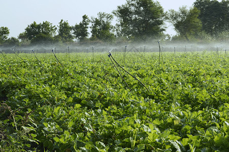 田间灌溉喷洒器背景图片