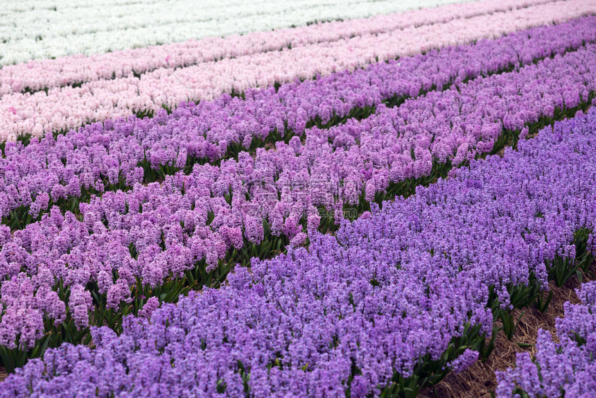开花期间著名的荷兰花田彩色青春的一排图片