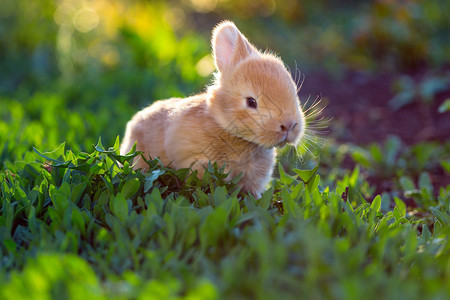 在花园的草地上小红兔图片