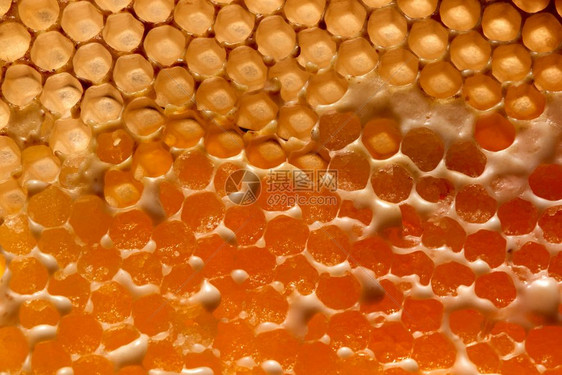 装满有机蜂蜜的蜡窝背景宏观照片网络生成概念y平坦宏光生态友好蜂蜜在蜡梳中创造食物布局平坦图片