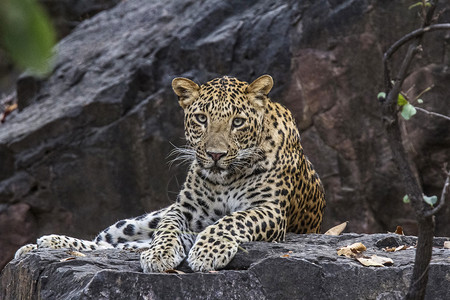印度豹美洲和高清图片