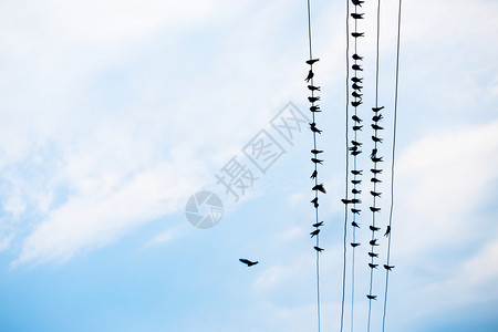 燕子坐以铁线对准蓝天图片