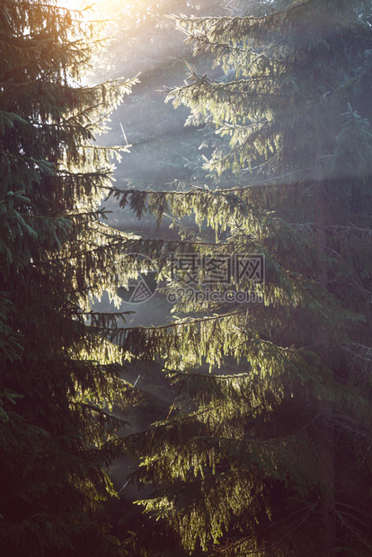 美丽的山地景观在松树林中太阳的光芒穿过树枝图片