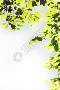绿色植物框树叶上的魔力框美丽背景背景