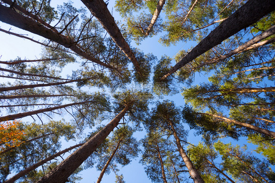 美丽的松树林在蓝天的背景之下图片