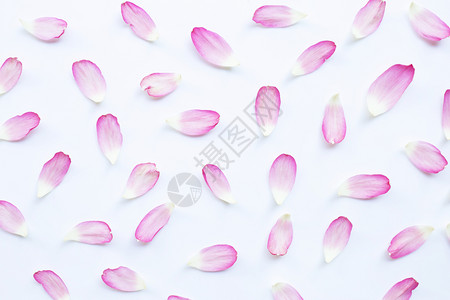 白色背景的粉色花瓣图片