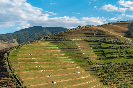 多罗地区著名的港口葡萄酒区purgal多罗地区有着葡萄园和梯田坡的美丽托尔河谷景象图片
