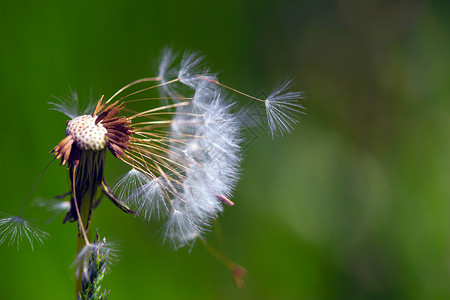 蒲公英植物一条大飞翔的花朵春天背景