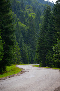 穿过高山松树林的路图片