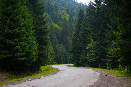 穿过高山松树林的路图片