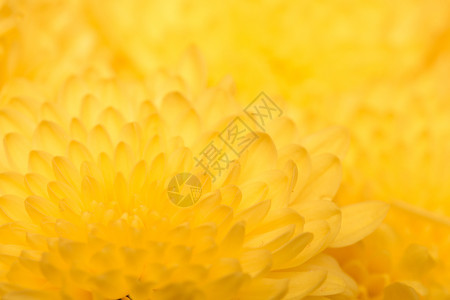 黄色菊花背景近距离拍摄图片