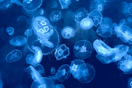 深蓝色调的海底水母背景图片